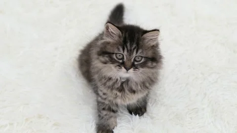 Cute brown cat on a light background 動画素材 270676331
