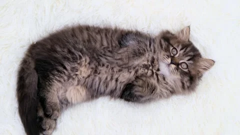 Cute brown cat on a light background 動画素材 270677433