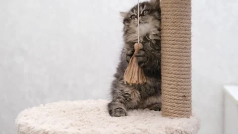 Cute brown cat on a light background 動画素材 270678151