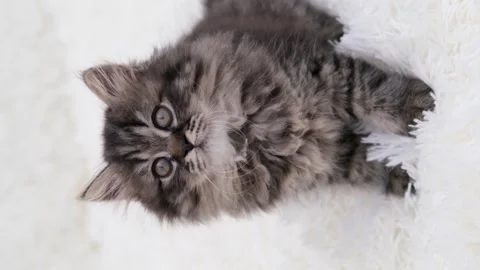 Cute brown cat on a light background Vídeo Stock 270884711