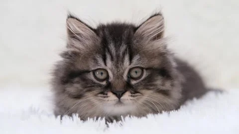 Cute brown cat on a light background Stock-Footage 272201225