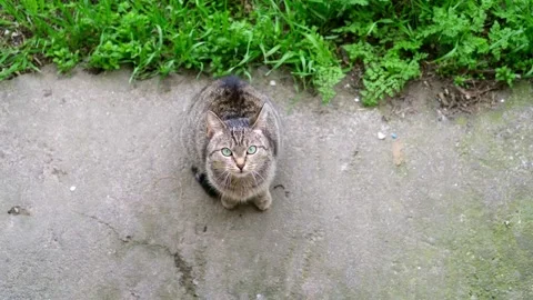 Cute brown cat on a light background 스톡 동영상 272201340