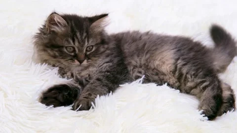 Cute brown cat on a light background Stock-Footage 272201479