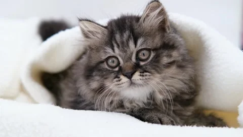 Cute brown cat on a light background Video stock 272201590