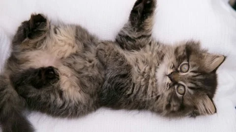 Cute brown cat on a light background 스톡 동영상 272201717