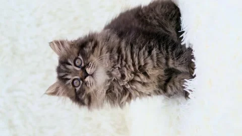 Cute brown cat on a light background 스톡 동영상 272201795