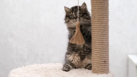 Cute brown cat on a light background Video stock 272201850