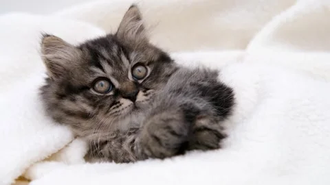 Cute brown cat on a light background 스톡 동영상 273542692