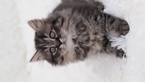 Cute brown cat on a light background Stock-Footage 273542942