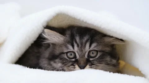 Cute brown cat on a light background 스톡 동영상 273543047