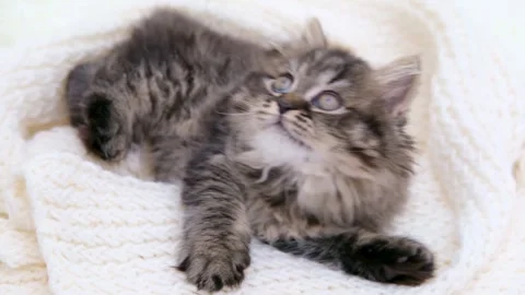 Cute brown cat on a light background Video stock 273543150