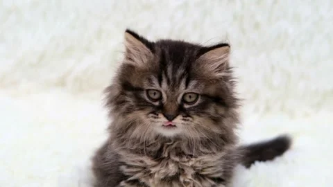 Cute brown cat on a light background Stock Footage 273543284