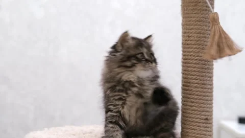 Cute brown cat on a light background Video stock 273543429