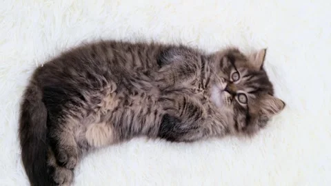 Cute brown cat on a light background Vídeo Stock 274251377