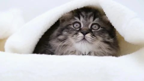 Cute brown cat on a light background Video stock 274433849