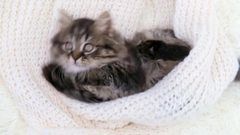 Cute brown cat on a light background Video stock 274433958