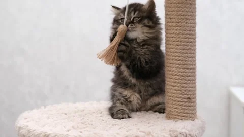 Cute brown cat on a light background Vidéo 274433992