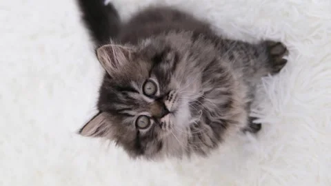 Cute brown cat on a light background Vidéo 274693077