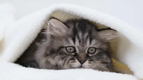 Cute brown cat on a light background Stock-Footage 274693207