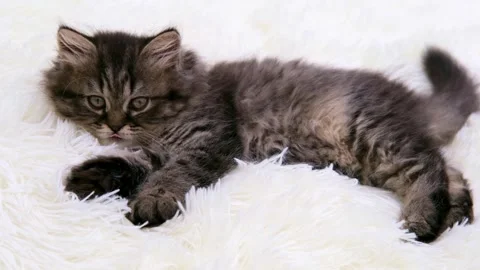 Cute brown cat on a light background Stock Footage 274693376