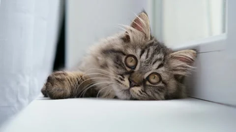 Cute brown cat on a light background Video stock 275461441