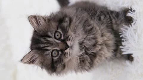 Cute brown cat on a light background Stockbeeldmateriaal 275462426