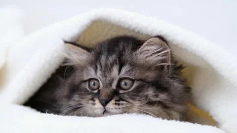 Cute brown cat on a light background 스톡 동영상 275462539