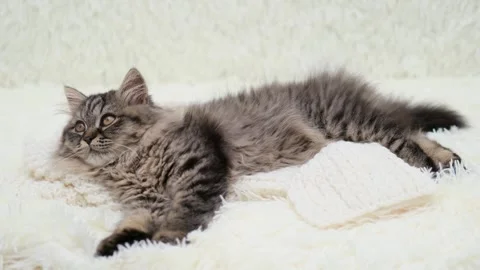 Cute brown cat on a light background 스톡 동영상 275462711