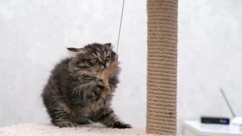 Cute brown cat on a light background Stock-Footage 275462821