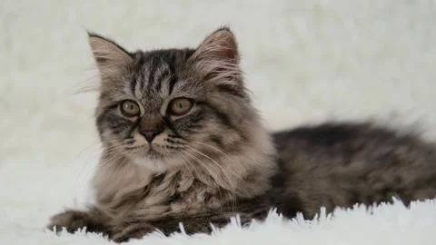 Cute brown cat on a light background Video stock 275463148