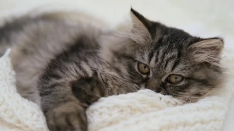 Cute brown cat on a light background Stock Footage 275463178