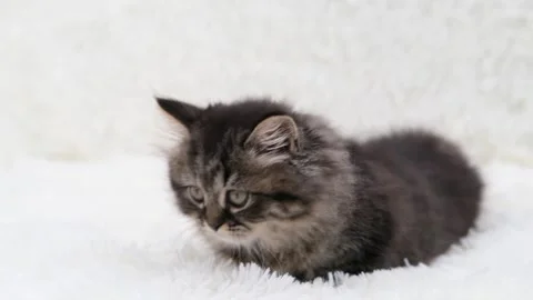 Cute brown cat on a light background Video stock 275798899