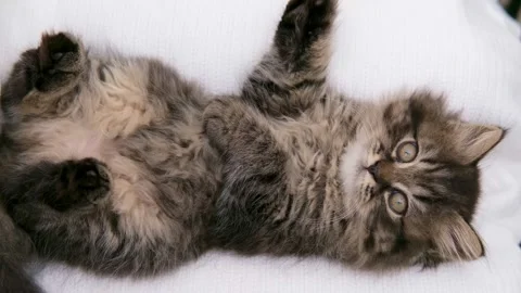 Cute brown cat on a light background Stock Footage 275799710