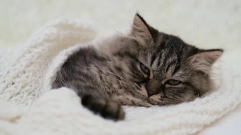 Cute brown cat on a light background Stock Footage 275800082