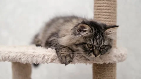 Cute brown cat on a light background Stock Footage 275804369