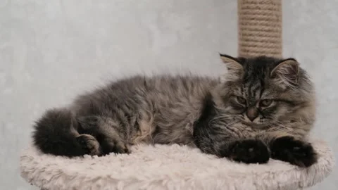 Cute brown cat on a light background Stock Footage 275804628