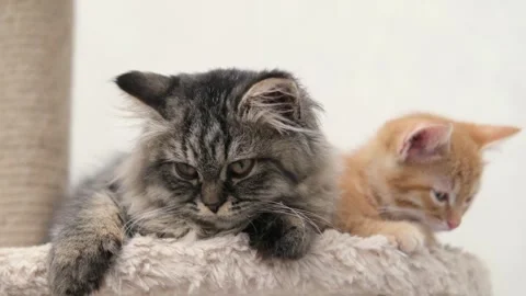 Cute brown cat on a light background Stock Footage 275804875