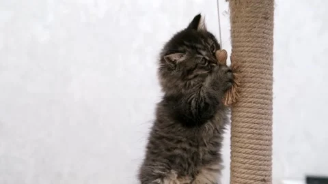 Cute brown cat on a light background Video stock 275805178