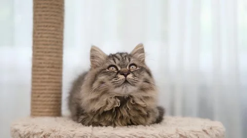 Cute brown cat on a light background Video stock 275805488