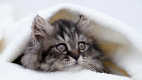 Cute brown cat on a light background Video stock 276250029