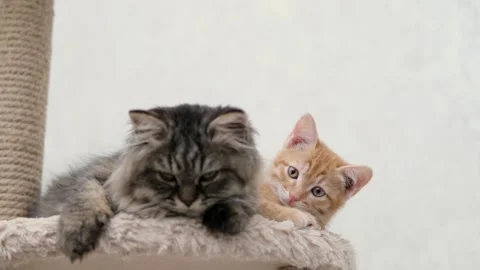 Cute brown cat on a light background Stock-Footage 276250280