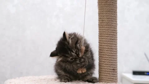 Cute brown cat on a light background Video stock 276250440