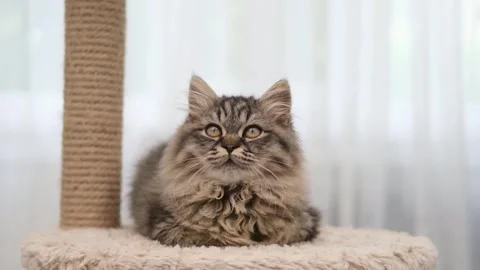 Cute brown cat on a light background Stock-Footage 276250444