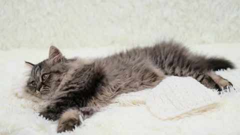 Cute brown cat on a light background Stock Footage 276250504