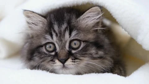 Cute brown cat on a light background Stock-Footage 276598963