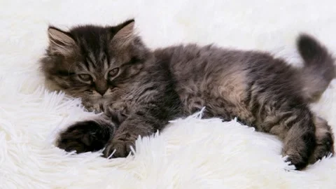 Cute brown cat on a light background Video stock 276599621