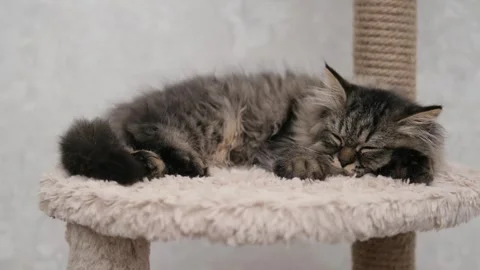 Cute brown cat on a light background Stock-Footage 276599973