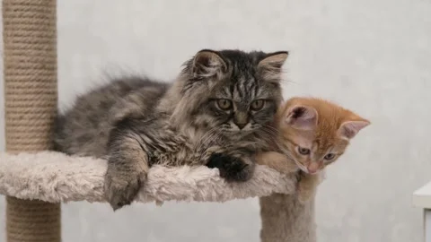 Cute brown cat on a light background Stock-Footage 276600055