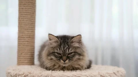 Cute brown cat on a light background Video stock 276600243