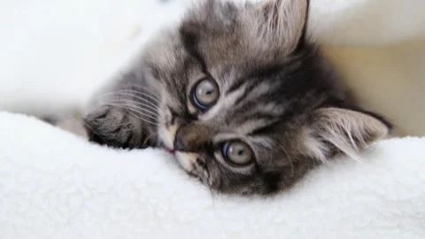 Cute brown cat on a light background Stock-Footage 277526181